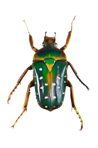 Spotted green beetle on the white background — Stock Photo, Image