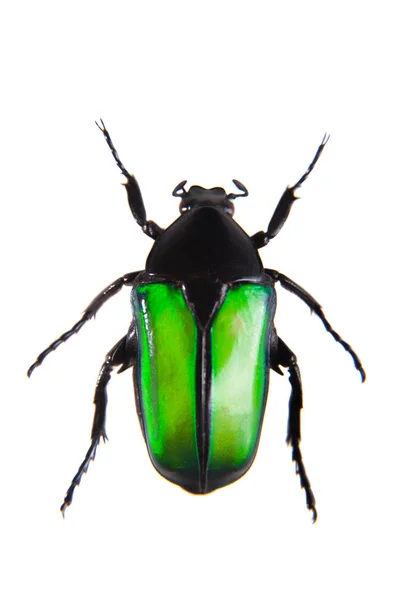 Escarabajo verde sobre fondo blanco —  Fotos de Stock