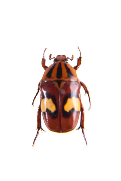 Flower beetle on the white background — Stock Photo, Image