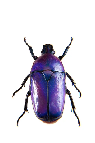 Besouro violeta no fundo branco — Fotografia de Stock