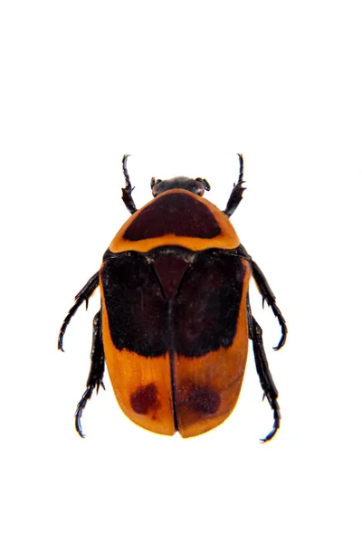 Kumbang Bunga pada latar belakang putih — Stok Foto