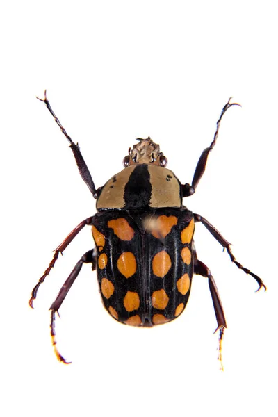 Flower beetle on the white background — Stock Photo, Image