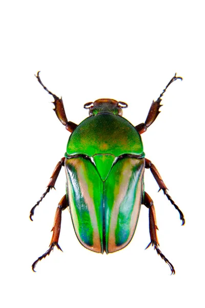 Зеленый жук на белом фоне — стоковое фото