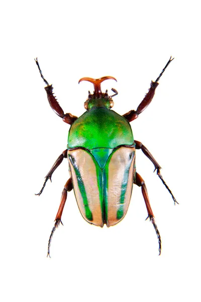 Escarabajo verde sobre fondo blanco — Foto de Stock