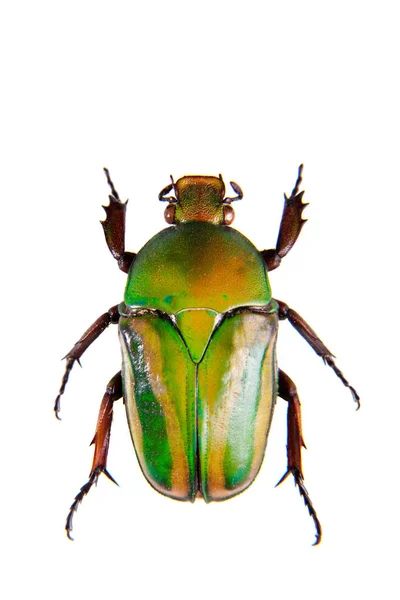 Escarabajo verde sobre fondo blanco —  Fotos de Stock