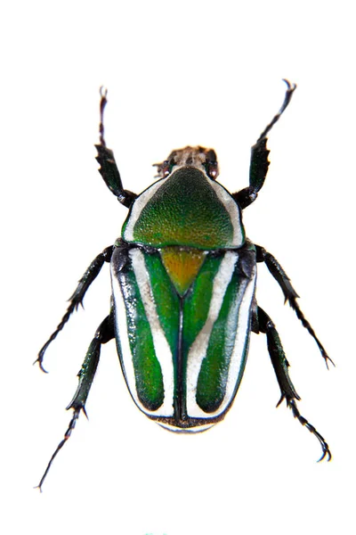 Stripped green beetle on the white background — Stock Photo, Image