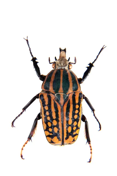 Okrojona beetle na białym tle — Zdjęcie stockowe