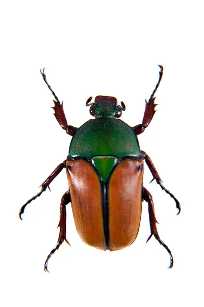 Lo scarabeo sullo sfondo bianco — Foto Stock