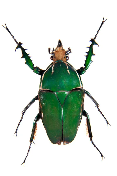Yeşil beyaz arka plan üzerinde böcek — Stok fotoğraf