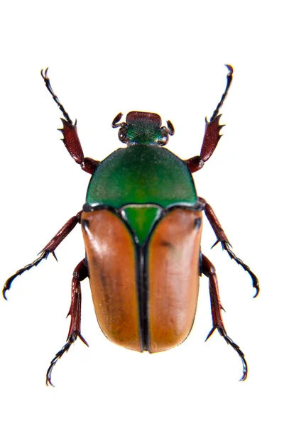 Beetle på den vita bakgrunden — Stockfoto