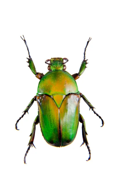 白色背景上的绿甲虫 — 图库照片