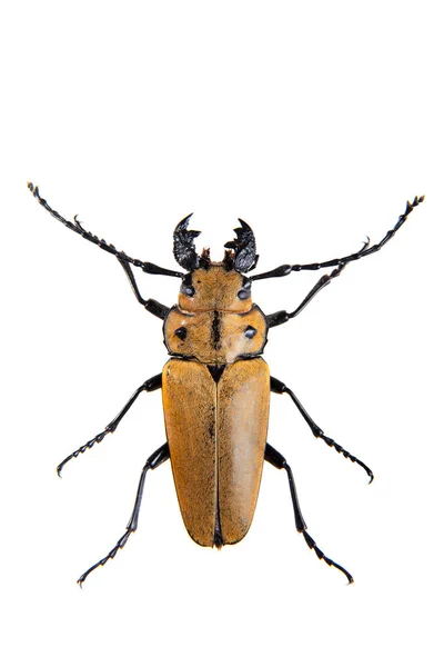 O besouro serrador de pinheiro no fundo branco — Fotografia de Stock