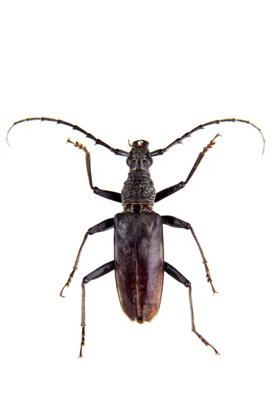 El escarabajo Sawyer Pine sobre el fondo blanco —  Fotos de Stock