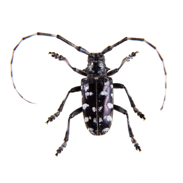 白色背景的松木甲虫 — 图库照片