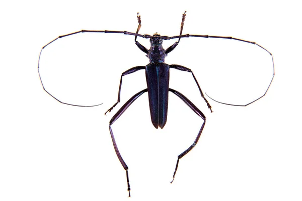 El escarabajo Sawyer Pine sobre el fondo blanco —  Fotos de Stock