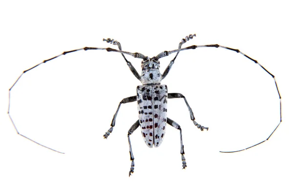 Pine sawyer beetle på den vita bakgrunden — Stockfoto