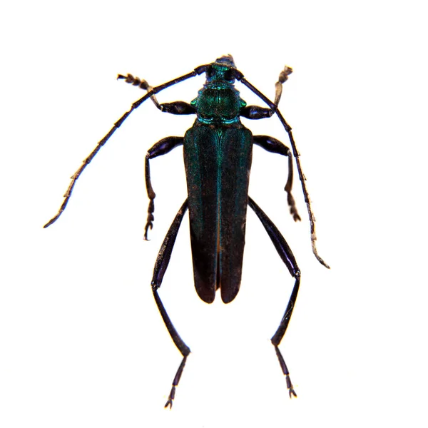 The Pine sawyer beetle on the white background — Stock Photo, Image