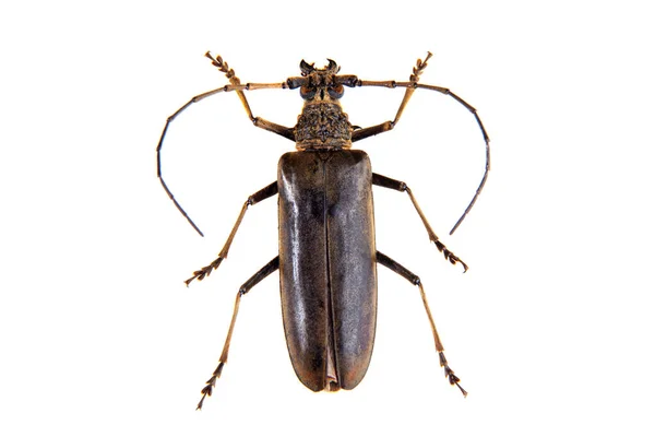 The Pine sawyer beetle on the white background — Stock Photo, Image