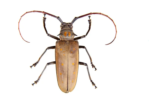 The Pine sawyer beetle on the white background — Stock Photo, Image