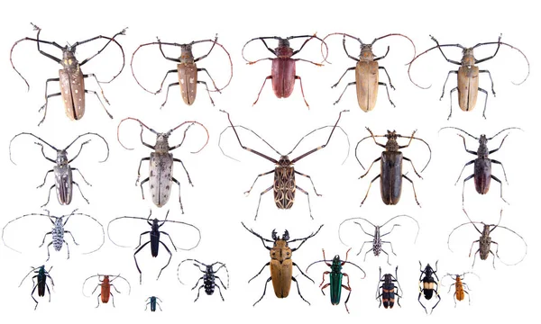 El Pine Sawyer escarabajos sobre el fondo blanco —  Fotos de Stock