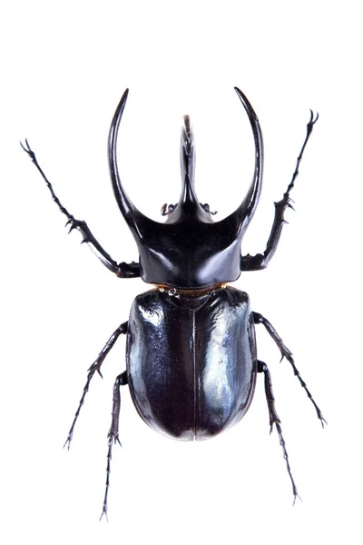The five-horned beetle on the white background — Stock Photo, Image