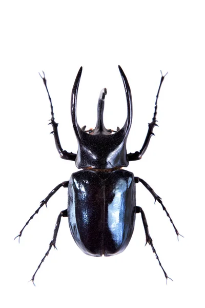 The five-horned beetle on the white background — Stock Photo, Image