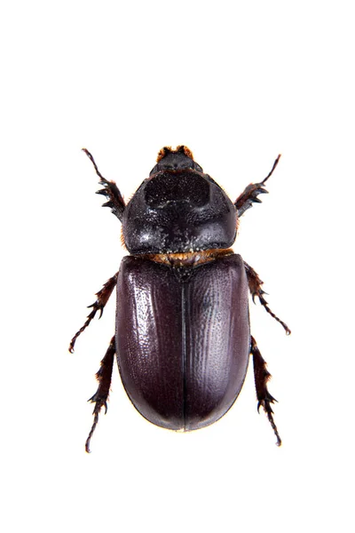 Kumbang badak pada latar belakang putih — Stok Foto