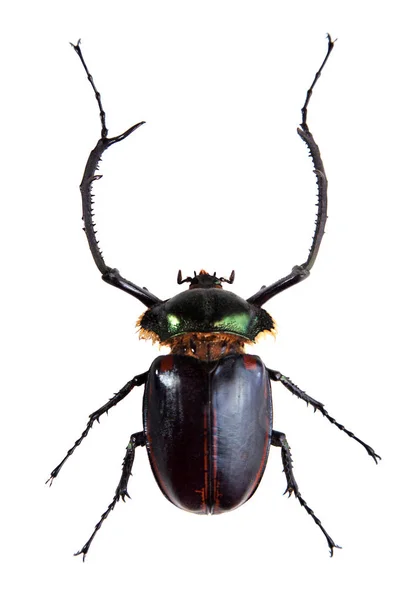 Escarabajo arlequín sobre fondo blanco —  Fotos de Stock