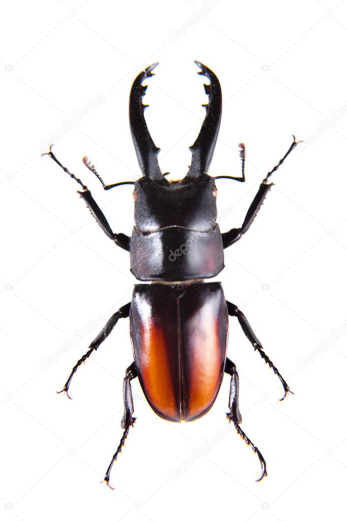 Stag beetle on the white background