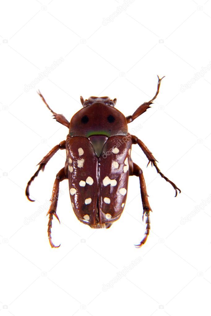 Spotted red beetle on the white background