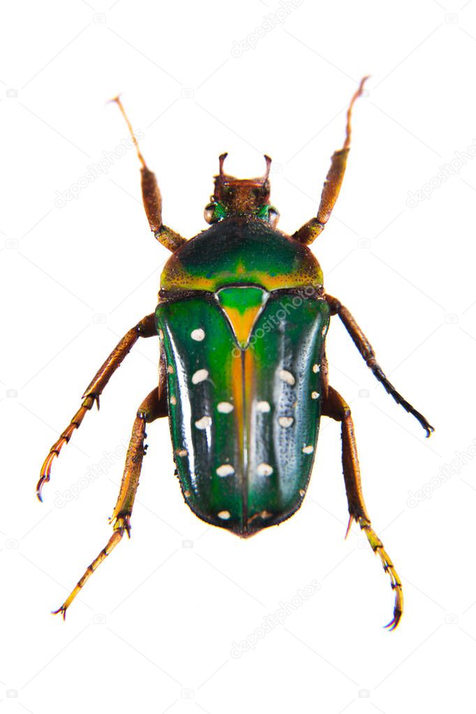 Spotted green beetle on the white background