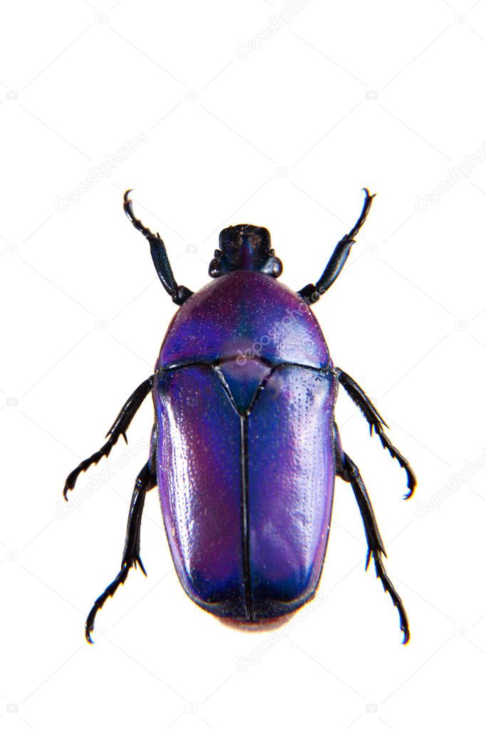Violet beetle on the white background