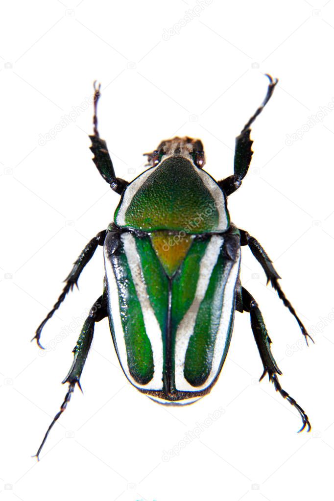 Stripped green beetle on the white background