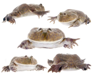 The Budgetts or hippo frog, Lepidobatrachus laevis, on white clipart