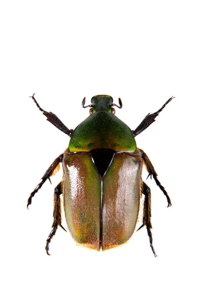 Yeşil beyaz arka plan üzerinde böcek — Stok fotoğraf