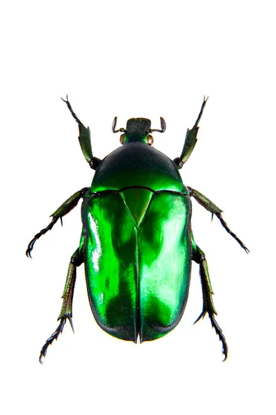 緑の白い背景の上のカブトムシ — ストック写真
