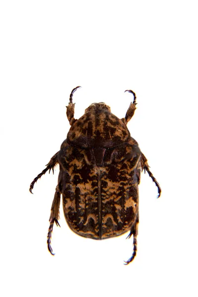 Ditemukan kumbang pada latar belakang putih — Stok Foto