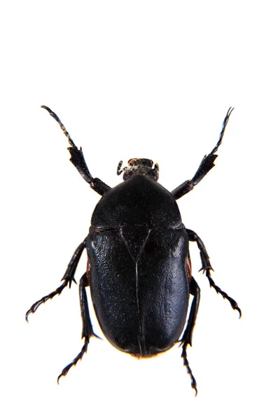 The black beetle on the white background — Stock Photo, Image