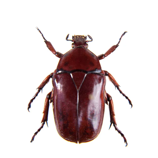 Scarabeo rosso sullo sfondo bianco — Foto Stock