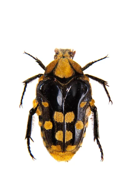 Kumbang Bunga Museum Terisolasi Pada Latar Belakang Putih — Stok Foto