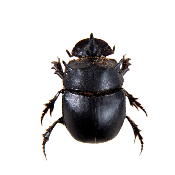 Canthon beetle on the white background — Stock Photo, Image