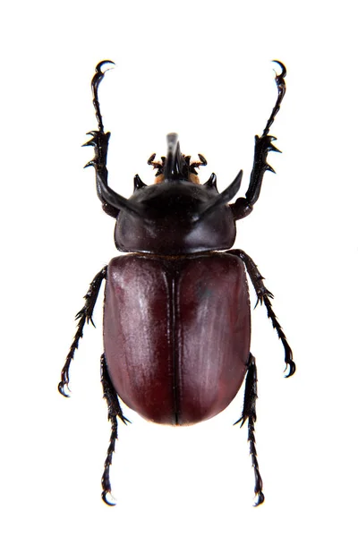 Rhinoceros beetle på den vita bakgrunden — Stockfoto