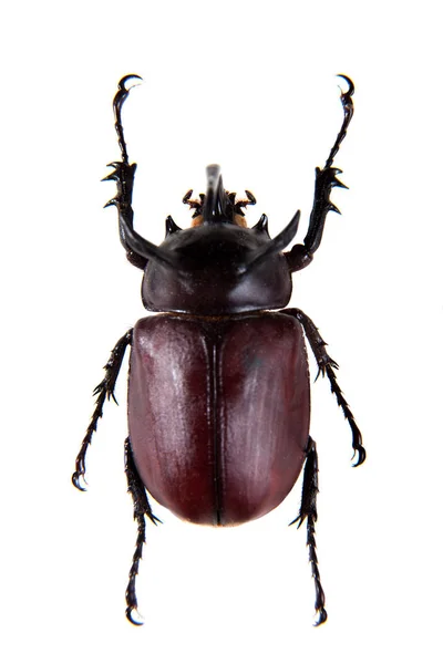 Rhinoceros beetle on the white background — Stock Photo, Image