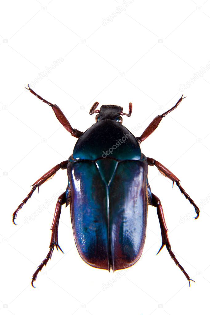 Blue beetle on the white background