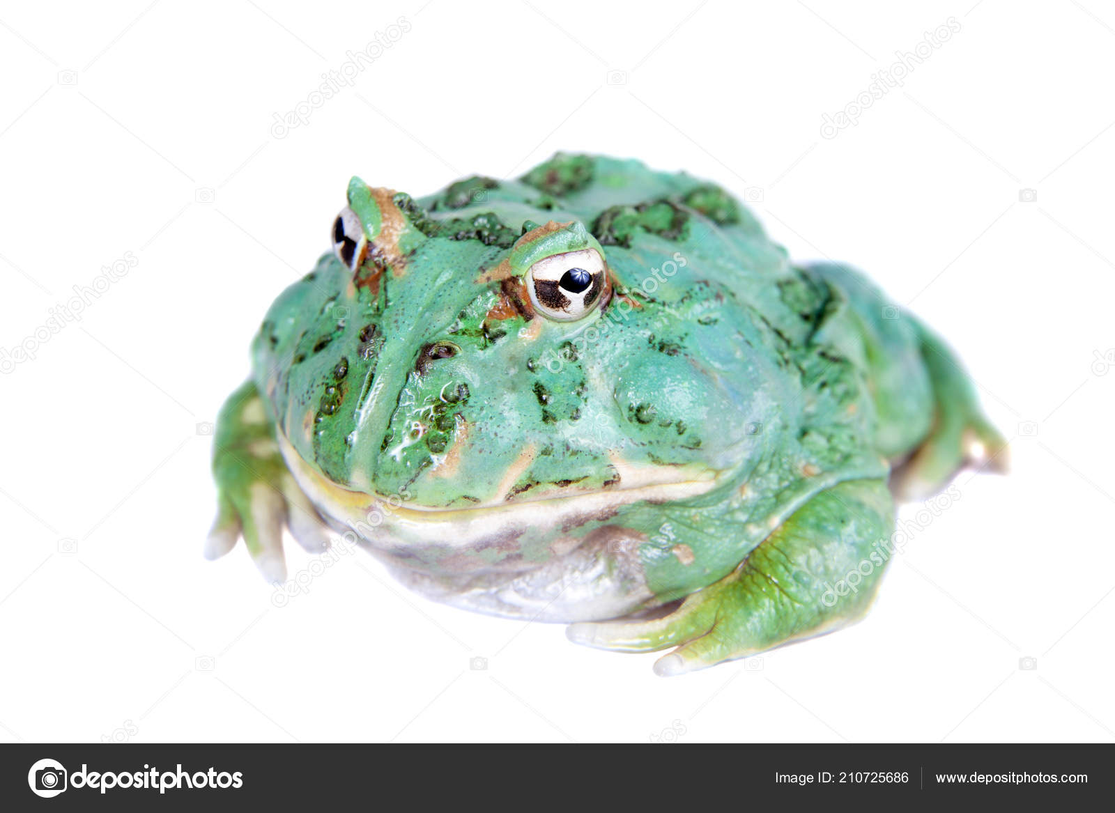 Risultato immagini per pacman rana