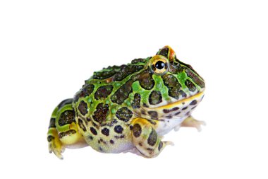Beyaz izole Arjantinli boynuzlu froglet