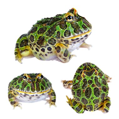 Beyaz izole Arjantinli boynuzlu froglet