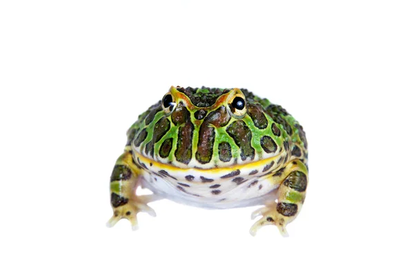 Den argentinska behornade froglet isolerad på vit — Stockfoto