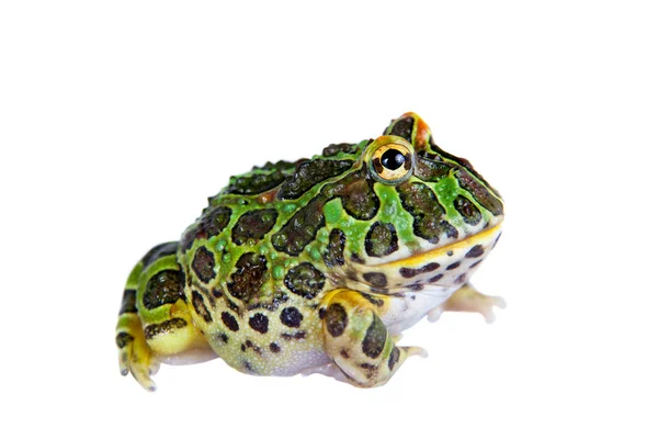 La grenouille argentine à cornes isolée sur blanc — Photo