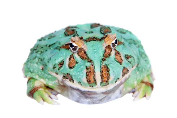 Ο Σαμουράι μπλε pacman βάτραχος που απομονώνονται σε λευκό — Φωτογραφία Αρχείου